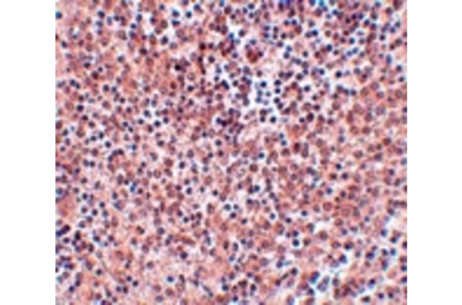 Immunohistochemistry - NANOG Antibody from Signalway Antibody (25045) - Antibodies.com