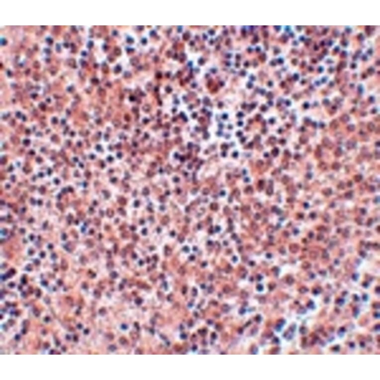 Immunohistochemistry - NANOG Antibody from Signalway Antibody (25045) - Antibodies.com