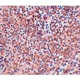 Immunohistochemistry - NANOG Antibody from Signalway Antibody (25045) - Antibodies.com