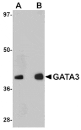 Western blot - GATA3 Antibody from Signalway Antibody (25052) - Antibodies.com