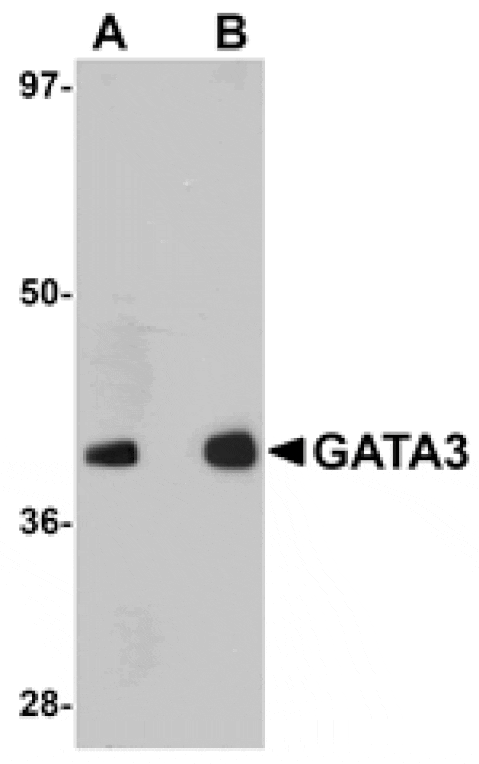 Western blot - GATA3 Antibody from Signalway Antibody (25052) - Antibodies.com