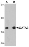 Western blot - GATA3 Antibody from Signalway Antibody (25052) - Antibodies.com