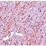 Immunohistochemistry - GATA3 Antibody from Signalway Antibody (25052) - Antibodies.com