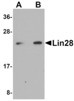 Western blot - Lin28 Antibody from Signalway Antibody (25055) - Antibodies.com