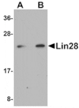 Western blot - Lin28 Antibody from Signalway Antibody (25055) - Antibodies.com