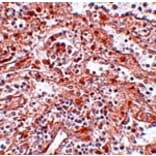 Immunohistochemistry - Lin28 Antibody from Signalway Antibody (25055) - Antibodies.com