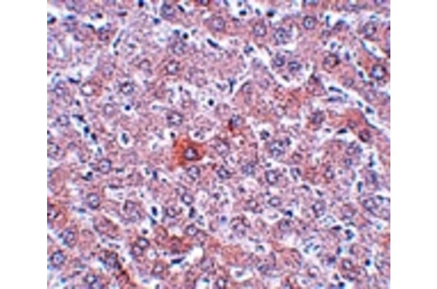 Immunohistochemistry - RSRC1 Antibody from Signalway Antibody (25056) - Antibodies.com