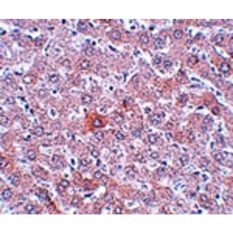 Immunohistochemistry - RSRC1 Antibody from Signalway Antibody (25056) - Antibodies.com