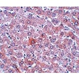 Immunohistochemistry - RSRC1 Antibody from Signalway Antibody (25056) - Antibodies.com