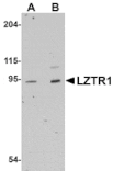 Western blot - LZTR1 Antibody from Signalway Antibody (25061) - Antibodies.com