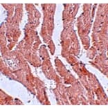 Immunohistochemistry - LZTR1 Antibody from Signalway Antibody (25061) - Antibodies.com