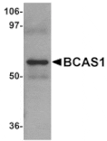 Western blot - BCAS1 Antibody from Signalway Antibody (25063) - Antibodies.com