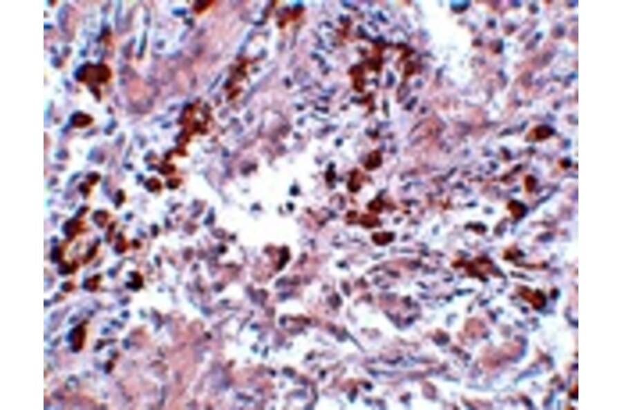 Immunohistochemistry - BCAS1 Antibody from Signalway Antibody (25063) - Antibodies.com
