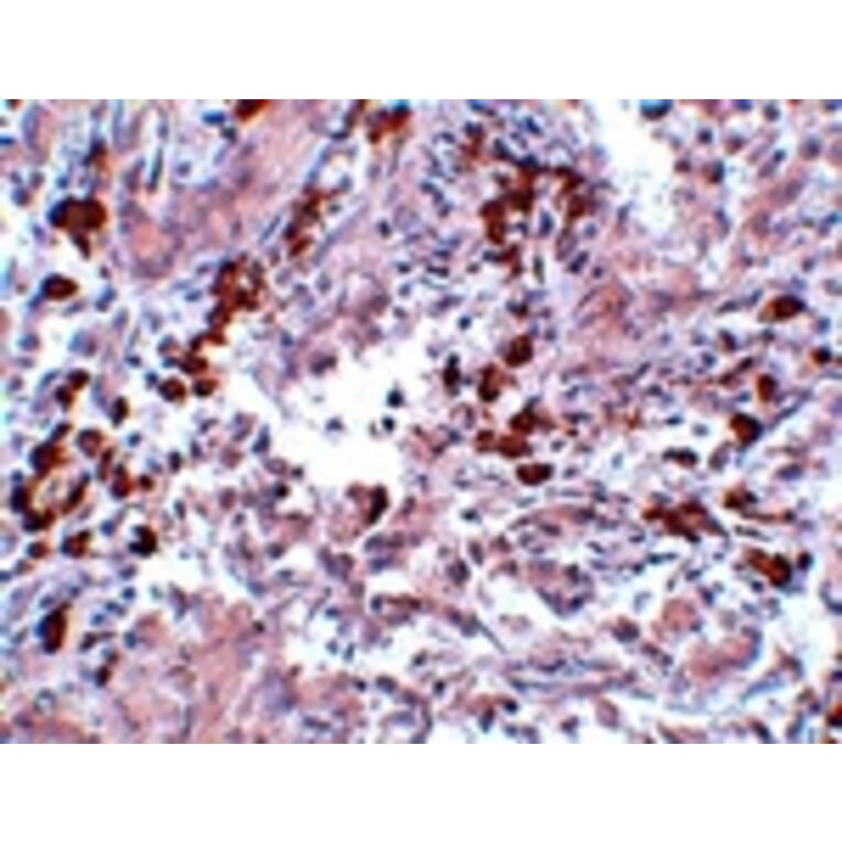 Immunohistochemistry - BCAS1 Antibody from Signalway Antibody (25063) - Antibodies.com