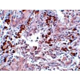 Immunohistochemistry - BCAS1 Antibody from Signalway Antibody (25063) - Antibodies.com