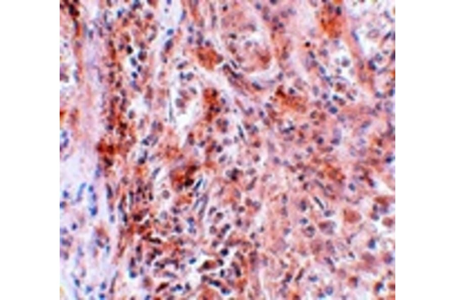 Immunohistochemistry - BCAS2 Antibody from Signalway Antibody (25064) - Antibodies.com