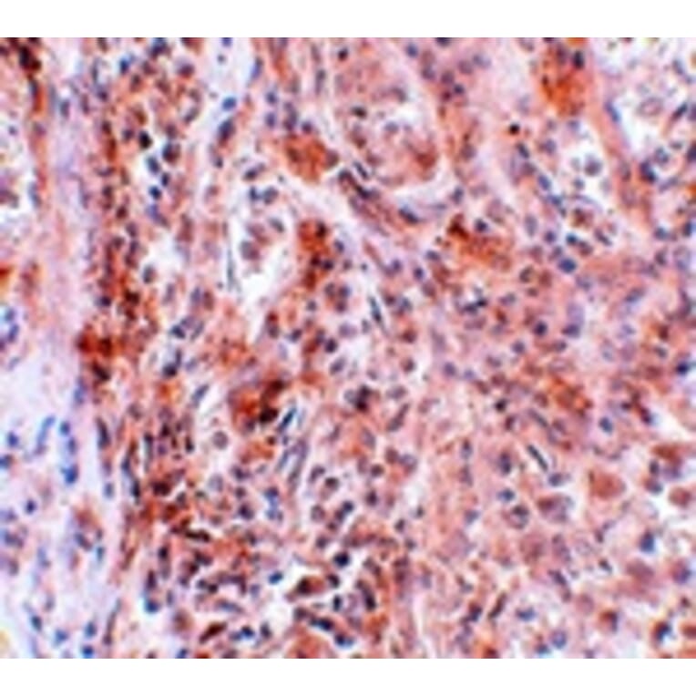 Immunohistochemistry - BCAS2 Antibody from Signalway Antibody (25064) - Antibodies.com