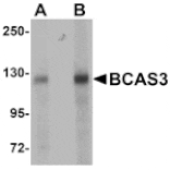 Western blot - BCAS3 Antibody from Signalway Antibody (25065) - Antibodies.com