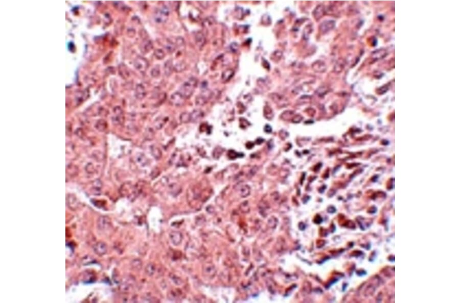Immunohistochemistry - BCAS3 Antibody from Signalway Antibody (25065) - Antibodies.com