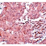 Immunohistochemistry - BCAS3 Antibody from Signalway Antibody (25065) - Antibodies.com