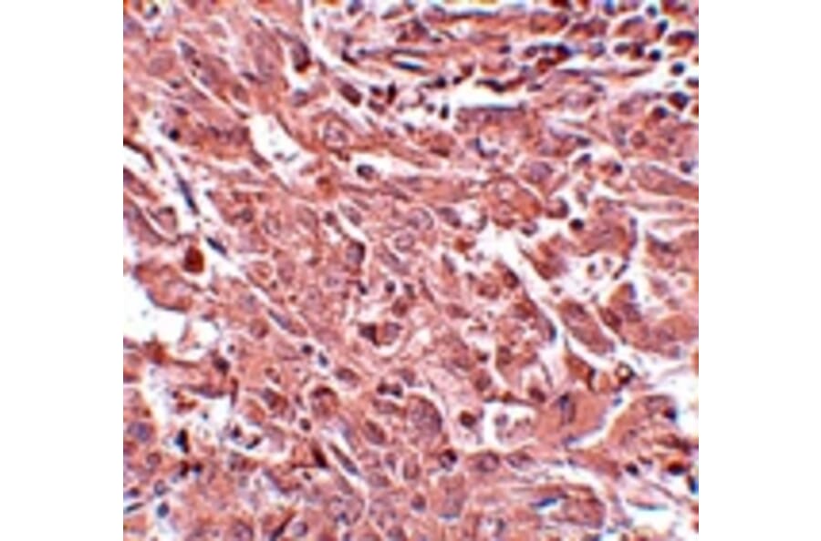 Immunohistochemistry - BCAS4 Antibody from Signalway Antibody (25066) - Antibodies.com