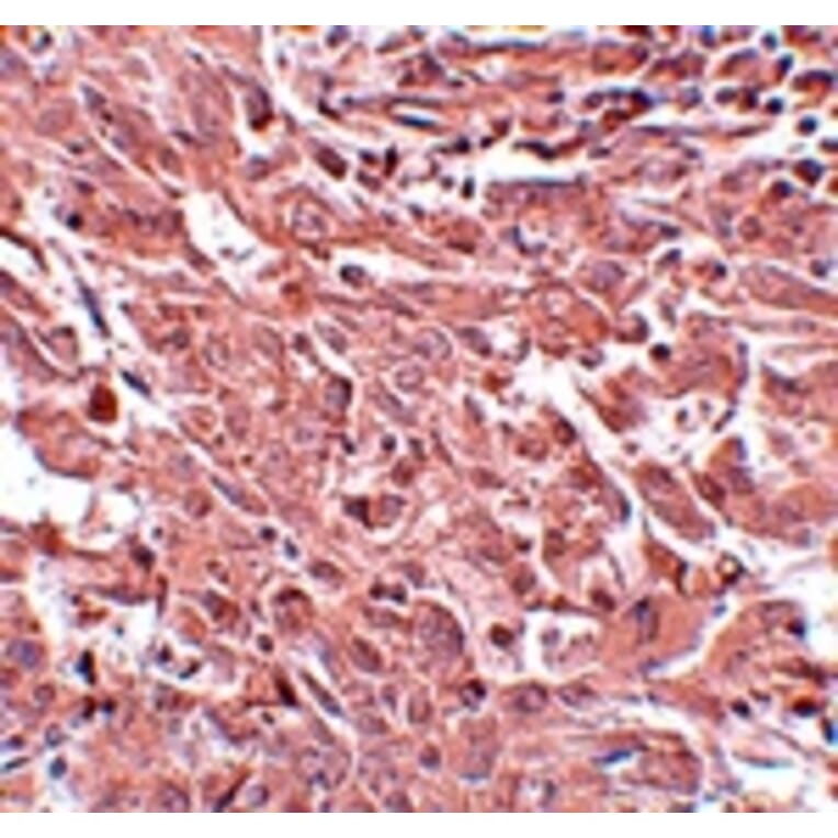 Immunohistochemistry - BCAS4 Antibody from Signalway Antibody (25066) - Antibodies.com