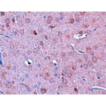 Immunohistochemistry - DCLK1 Antibody from Signalway Antibody (25067) - Antibodies.com