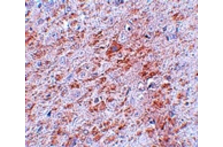 Immunohistochemistry - DCLK2 Antibody from Signalway Antibody (25068) - Antibodies.com