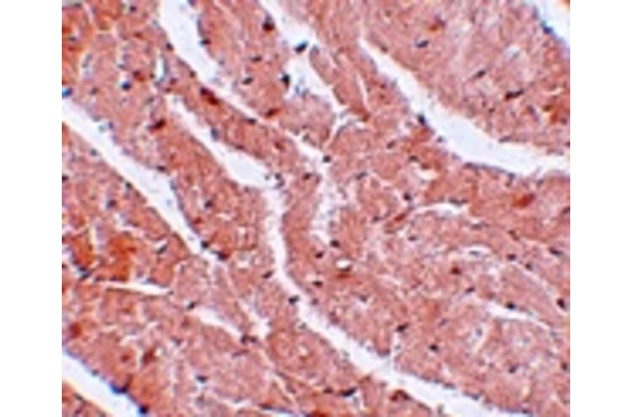 Immunohistochemistry - CAZIP Antibody from Signalway Antibody (25070) - Antibodies.com