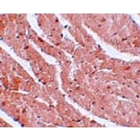Immunohistochemistry - CAZIP Antibody from Signalway Antibody (25070) - Antibodies.com