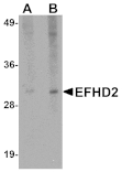 Western blot - EFHD2 Antibody from Signalway Antibody (25077) - Antibodies.com