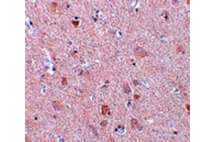 Immunohistochemistry - EFHD2 Antibody from Signalway Antibody (25077) - Antibodies.com