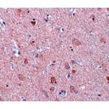 Immunohistochemistry - EFHD2 Antibody from Signalway Antibody (25077) - Antibodies.com