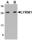 Western blot - LYRM1 Antibody from Signalway Antibody (25078) - Antibodies.com