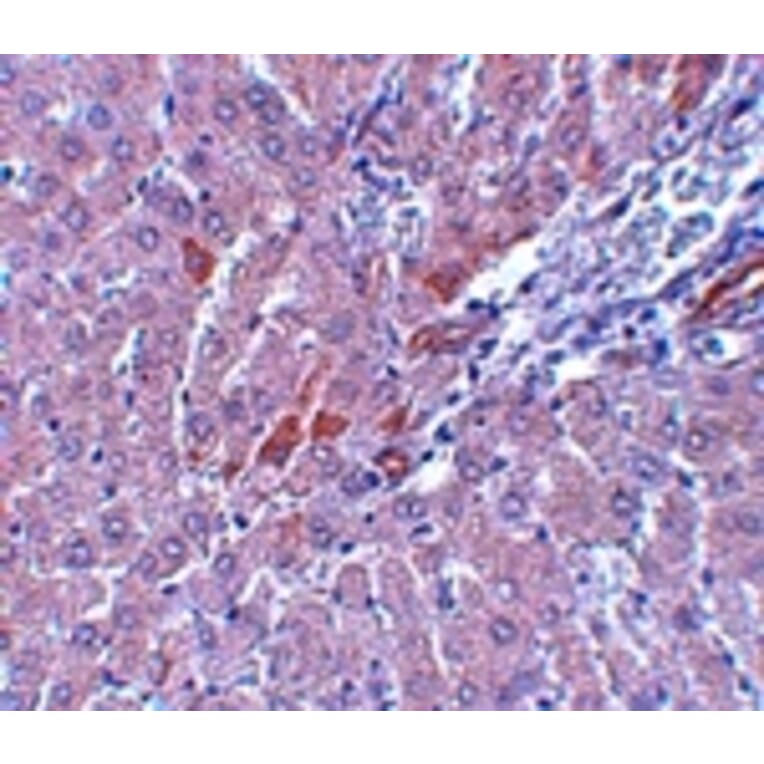 Immunohistochemistry - LYRM1 Antibody from Signalway Antibody (25078) - Antibodies.com