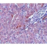 Immunohistochemistry - LYRM1 Antibody from Signalway Antibody (25078) - Antibodies.com