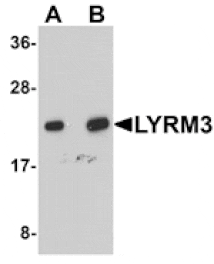 Western blot - LYRM3 Antibody from Signalway Antibody (25080) - Antibodies.com