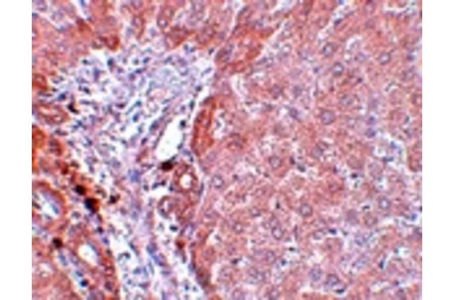 Immunohistochemistry - LYRM3 Antibody from Signalway Antibody (25080) - Antibodies.com