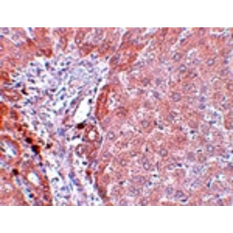 Immunohistochemistry - LYRM3 Antibody from Signalway Antibody (25080) - Antibodies.com