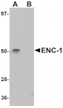 Western blot - ENC-1 Antibody from Signalway Antibody (25094) - Antibodies.com