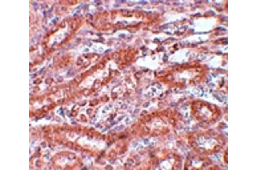 Immunohistochemistry - ENC-1 Antibody from Signalway Antibody (25094) - Antibodies.com