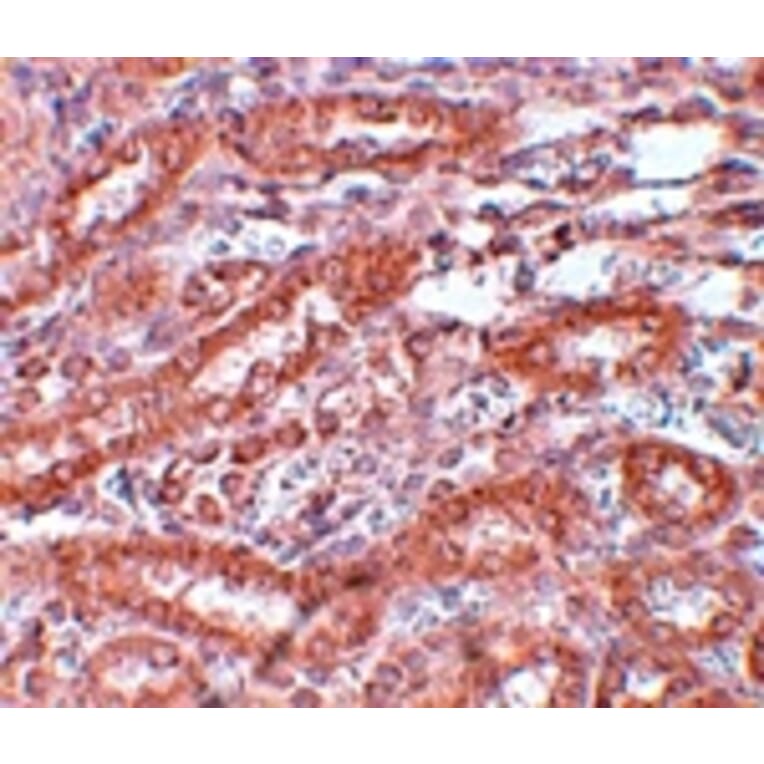 Immunohistochemistry - ENC-1 Antibody from Signalway Antibody (25094) - Antibodies.com