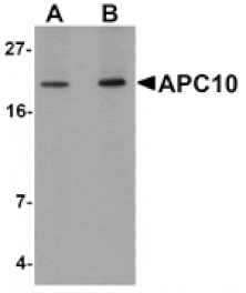 Western blot - APC10 Antibody from Signalway Antibody (25108) - Antibodies.com