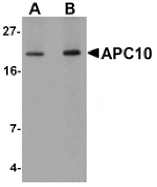 Western blot - APC10 Antibody from Signalway Antibody (25108) - Antibodies.com