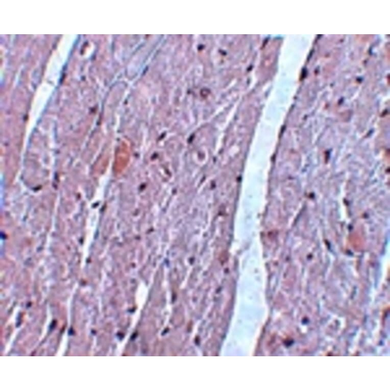 Immunohistochemistry - APC10 Antibody from Signalway Antibody (25108) - Antibodies.com