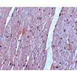 Immunohistochemistry - APC10 Antibody from Signalway Antibody (25108) - Antibodies.com