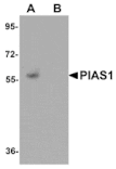 Western blot - PIAS1 Antibody from Signalway Antibody (25111) - Antibodies.com