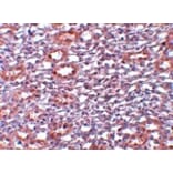Immunohistochemistry - PIAS1 Antibody from Signalway Antibody (25111) - Antibodies.com