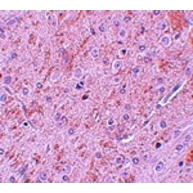 Immunohistochemistry - PIAS2 Antibody from Signalway Antibody (25112) - Antibodies.com