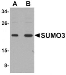 Western blot - SUMO3 Antibody from Signalway Antibody (25118) - Antibodies.com